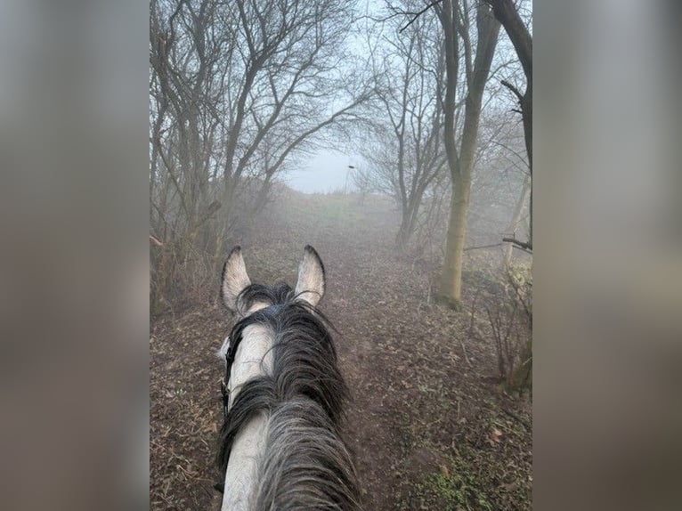 Warmblood danés Yegua 8 años 164 cm Tordo in Auning