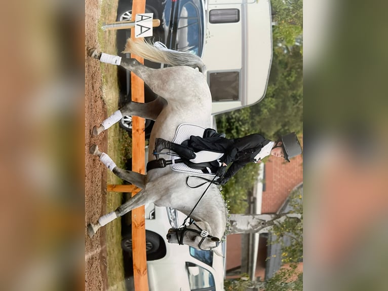 Warmblood danés Yegua 8 años 166 cm Tordo in Zernien