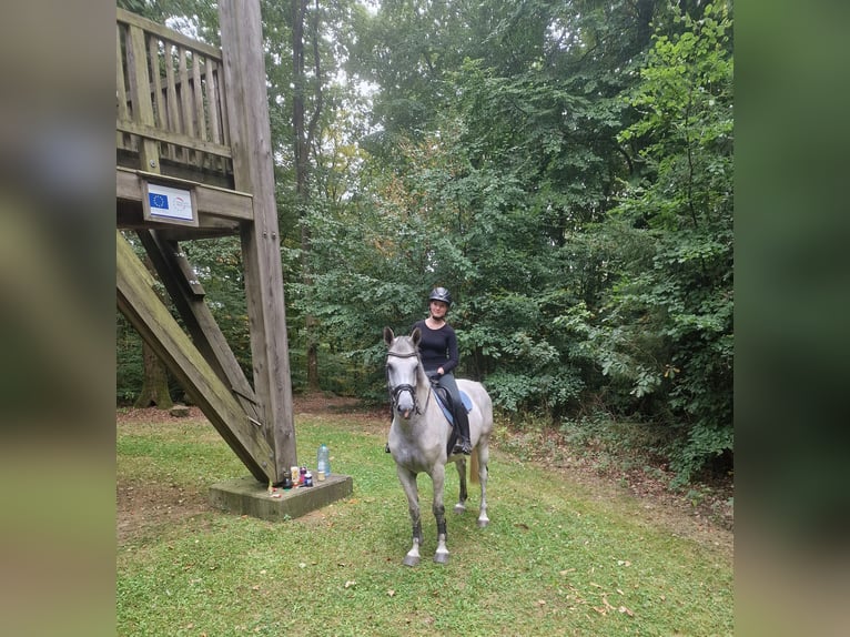 Warmblood danés Yegua 8 años 166 cm Tordo in Zernien