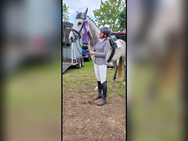 Warmblood danés Yegua 8 años 166 cm Tordo in Zernien