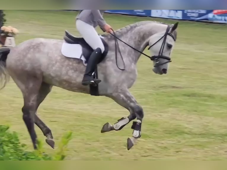 Warmblood danés Yegua 8 años 166 cm Tordo in Zernien