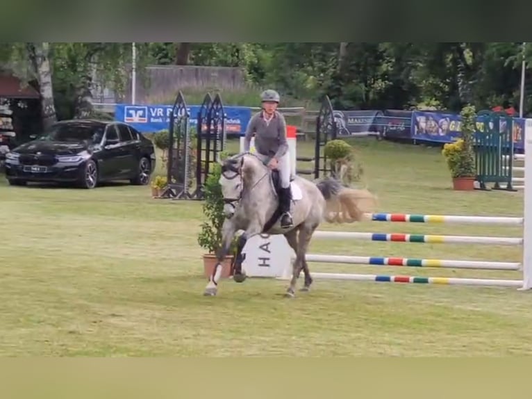Warmblood danés Yegua 8 años 166 cm Tordo in Zernien