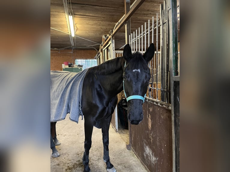 Warmblood danés Yegua 8 años 170 cm Negro in Lahr/Schwarzwald