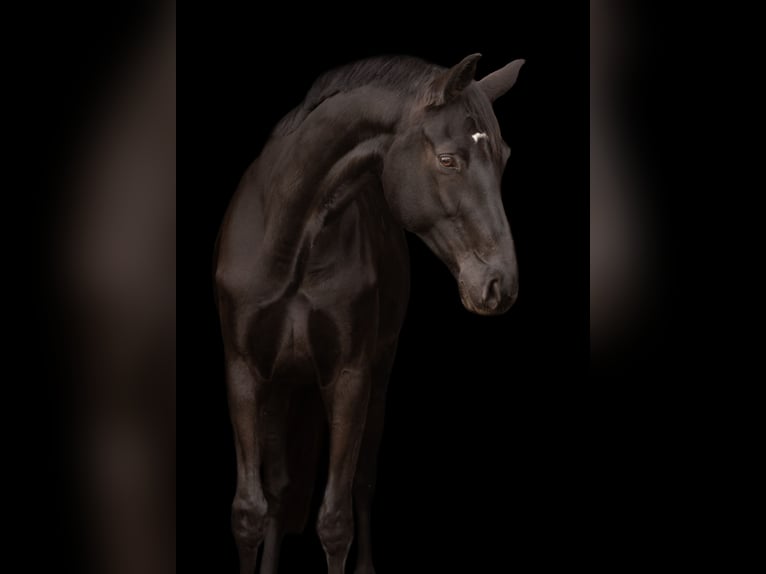 Warmblood danés Yegua 8 años 170 cm Negro in Lahr/Schwarzwald