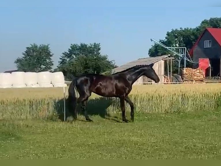 Warmblood danés Yegua 8 años 171 cm Negro in Ołudza, Szczekociny