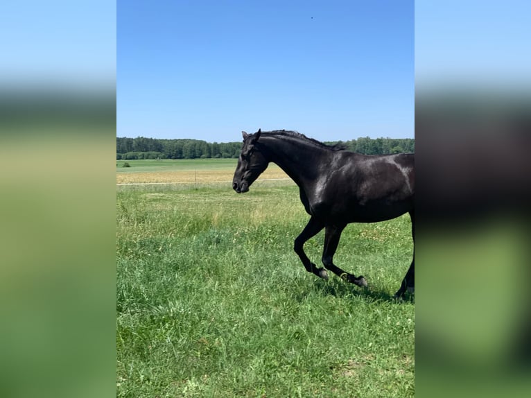 Warmblood danés Yegua 8 años 171 cm Negro in Ołudza, Szczekociny