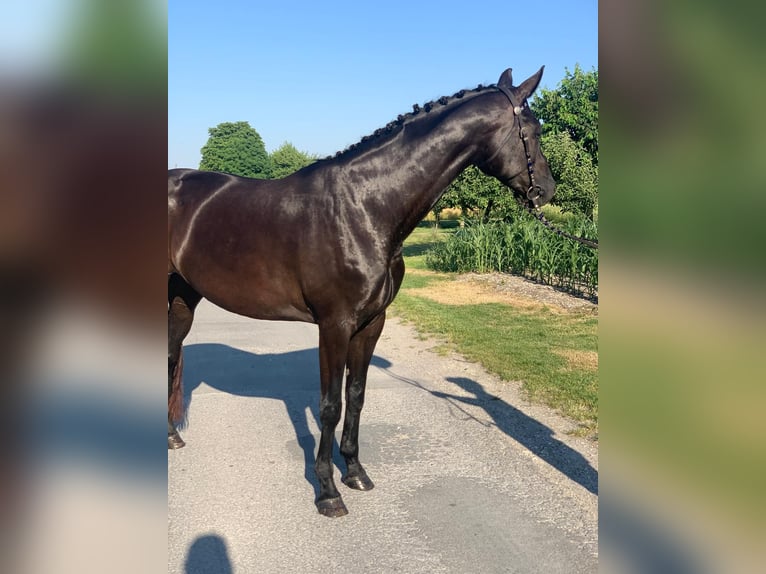 Warmblood danés Yegua 8 años 171 cm Negro in Ołudza, Szczekociny