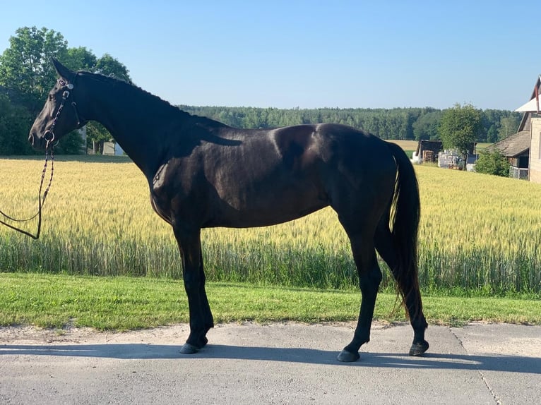 Warmblood danés Yegua 8 años 171 cm Negro in Ołudza, Szczekociny