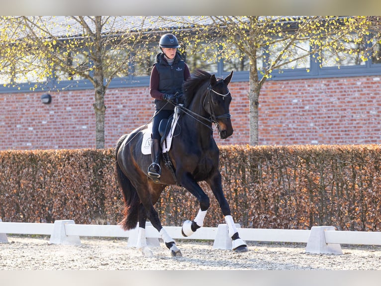 Warmblood danés Yegua 8 años 175 cm Castaño oscuro in Kalmthout