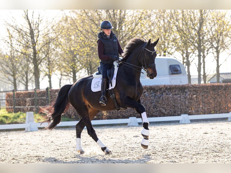 Warmblood danés Yegua 8 años 175 cm Castaño oscuro in Kalmthout