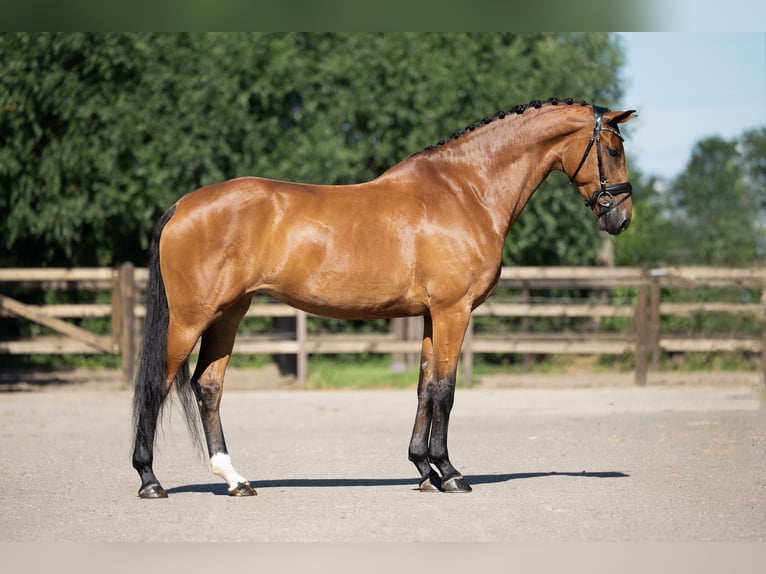 Warmblood danés Yegua 9 años 172 cm Castaño in Lunteren