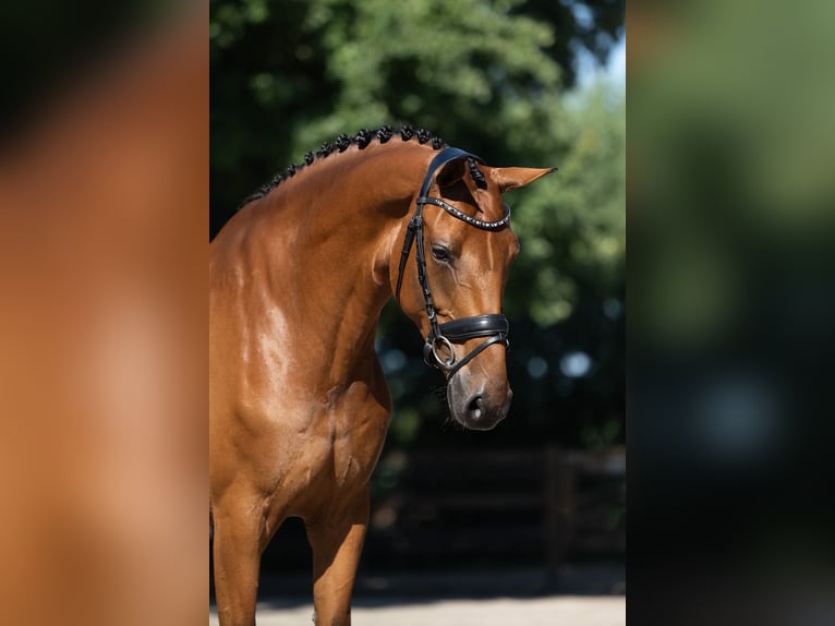 Warmblood danés Yegua 9 años 172 cm Castaño in Lunteren