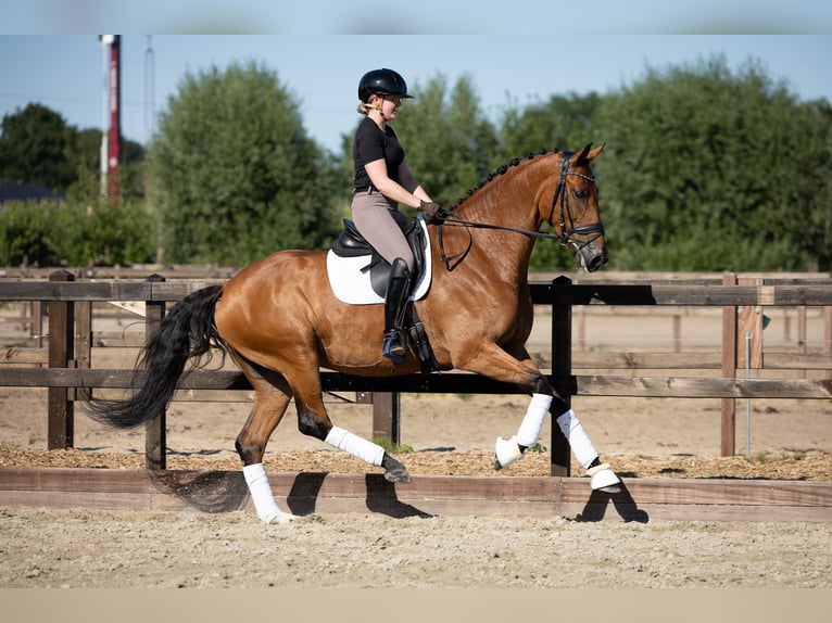 Warmblood danés Yegua 9 años 172 cm Castaño in Lunteren