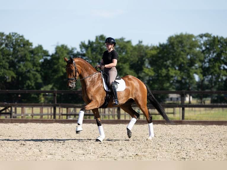 Warmblood danés Yegua 9 años 172 cm Castaño in Lunteren