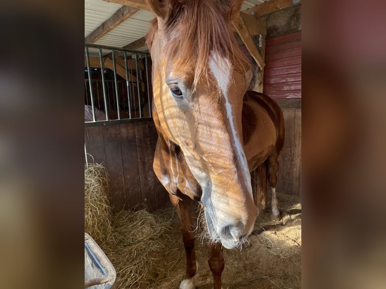 Warmblood danés Yegua 9 años 175 cm Castaño in Gjern