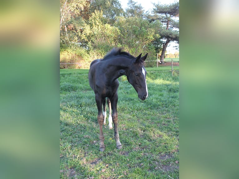 Warmblood danés Yegua Potro (06/2026) 172 cm Negro in Nørre Alslev