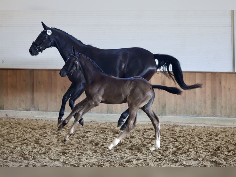 Warmblood danés Yegua Potro (06/2026) 172 cm Negro in Nørre Alslev