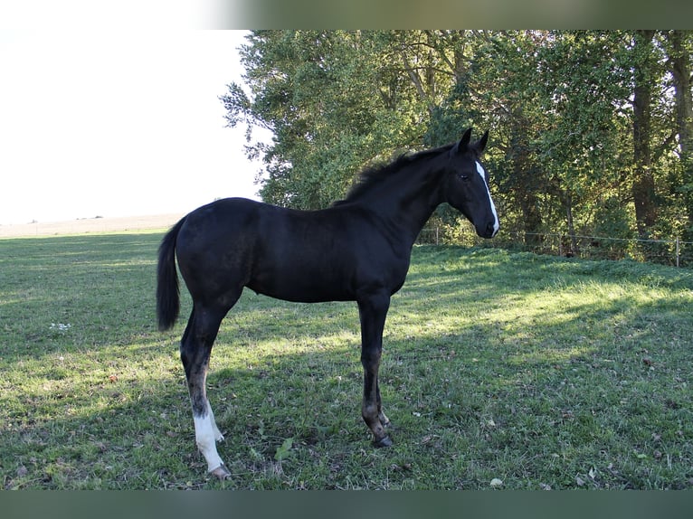 Warmblood danés Yegua Potro (06/2026) 172 cm Negro in Nørre Alslev