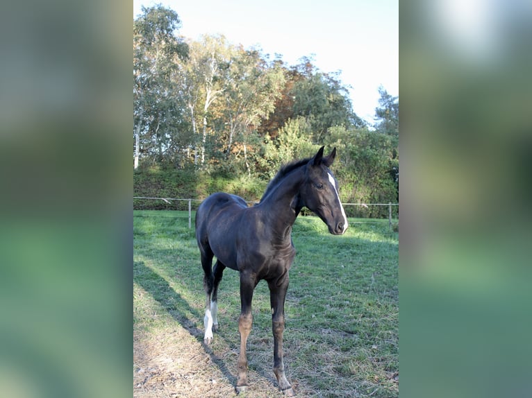Warmblood danés Yegua Potro (06/2026) 172 cm Negro in Nørre Alslev