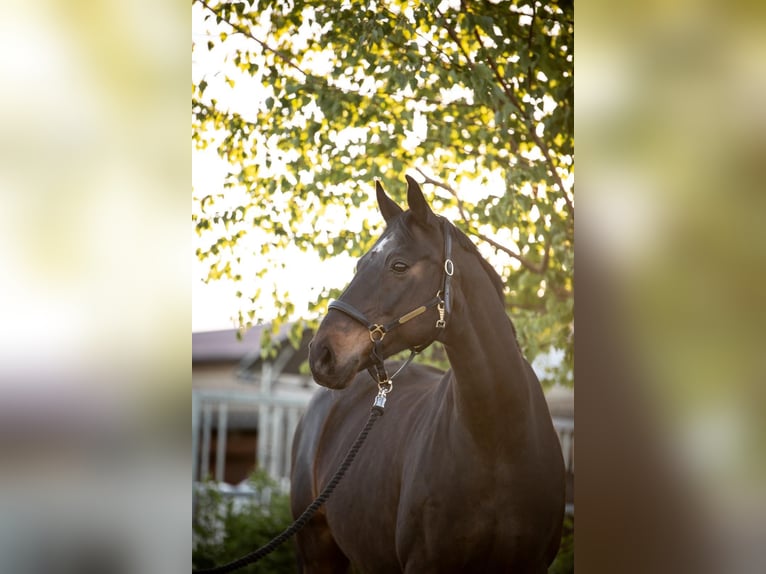 Warmblood de Hesse Caballo castrado 16 años 164 cm Castaño oscuro in Niddatal