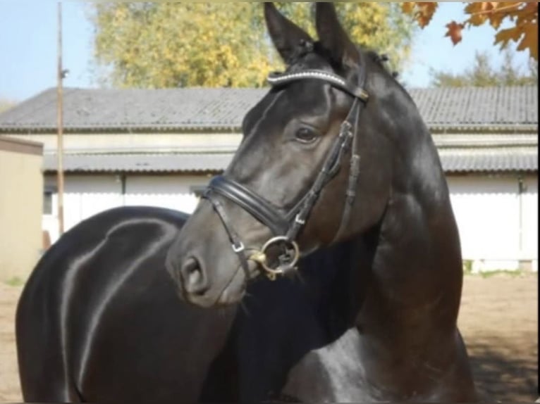 Warmblood de Hesse Caballo castrado 18 años 168 cm Negro in Heidesheim am Rhein