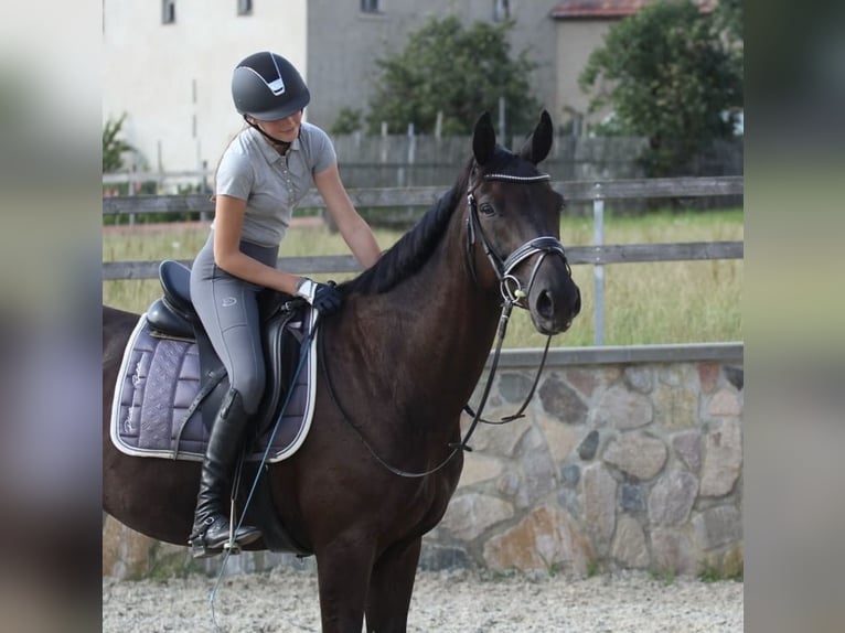 Warmblood de Hesse Caballo castrado 18 años 168 cm Negro in Heidesheim am Rhein