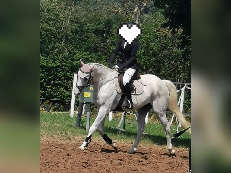 Warmblood de Hesse Caballo castrado 19 años 163 cm Tordo in Seeheim-Jugenheim