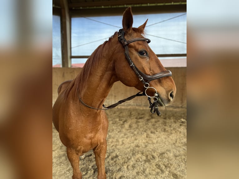 Warmblood de Hesse Caballo castrado 19 años 164 cm Alazán in Bad Nauheim