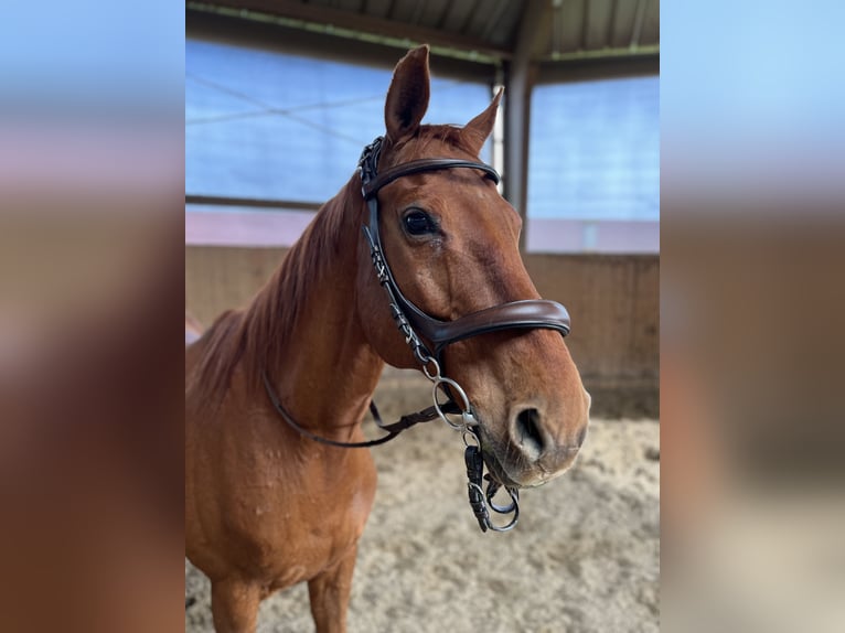 Warmblood de Hesse Caballo castrado 19 años 164 cm Alazán in Bad Nauheim