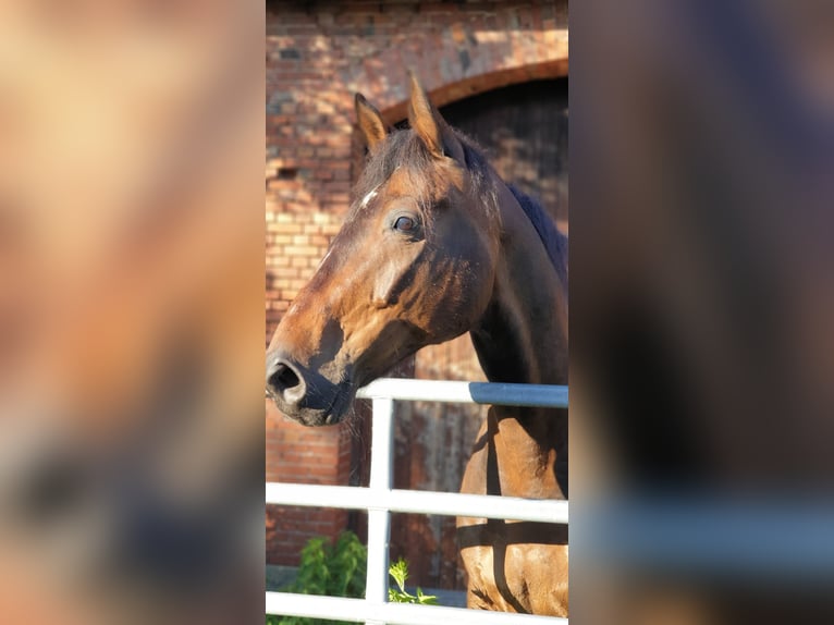 Warmblood de Hesse Caballo castrado 20 años 174 cm Castaño in Lüdersfeld