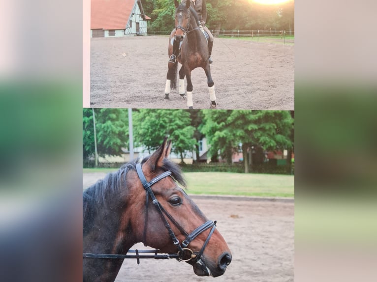 Warmblood de Hesse Caballo castrado 20 años 174 cm Castaño in Lüdersfeld