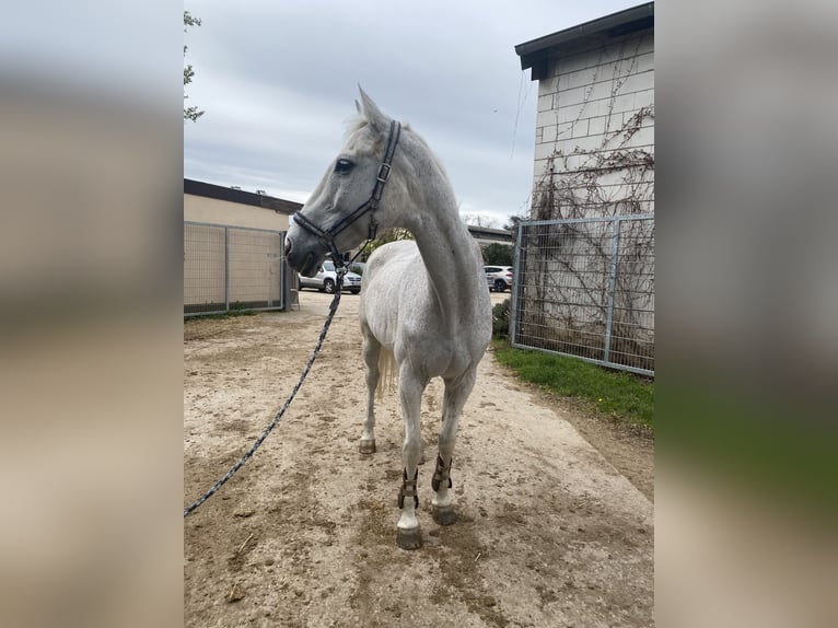 Warmblood de Hesse Caballo castrado 22 años 165 cm Tordo picazo in Idstein