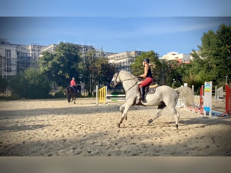 Warmblood de Hesse Caballo castrado 22 años 165 cm Tordo picazo in Idstein