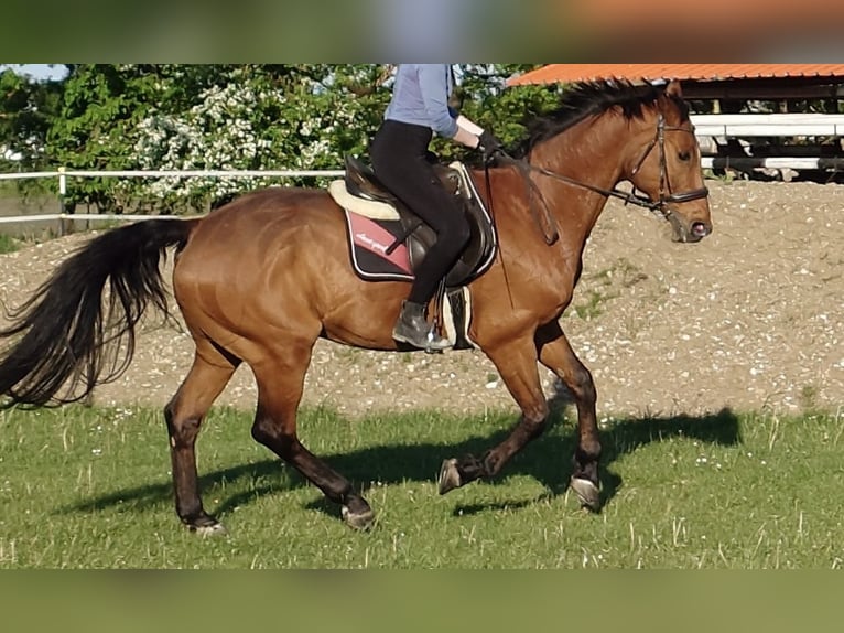 Warmblood de Hesse Caballo castrado 22 años 169 cm Castaño in Maisach