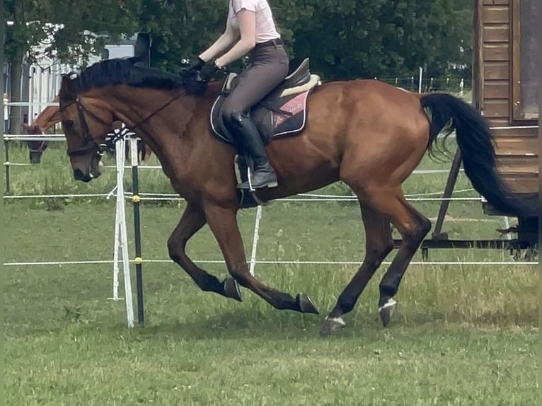 Warmblood de Hesse Caballo castrado 22 años 169 cm Castaño in Maisach