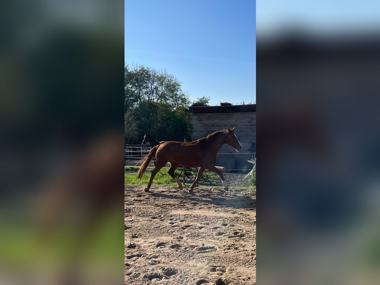 Warmblood de Hesse Yegua 20 años 163 cm Alazán in Bad Nauheim