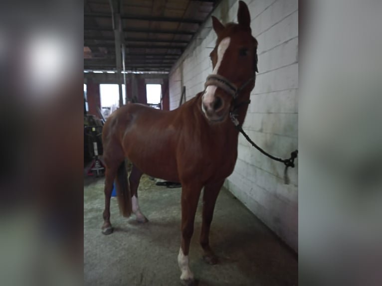 Warmblood de Hesse Yegua 20 años 163 cm Alazán in Bad Nauheim