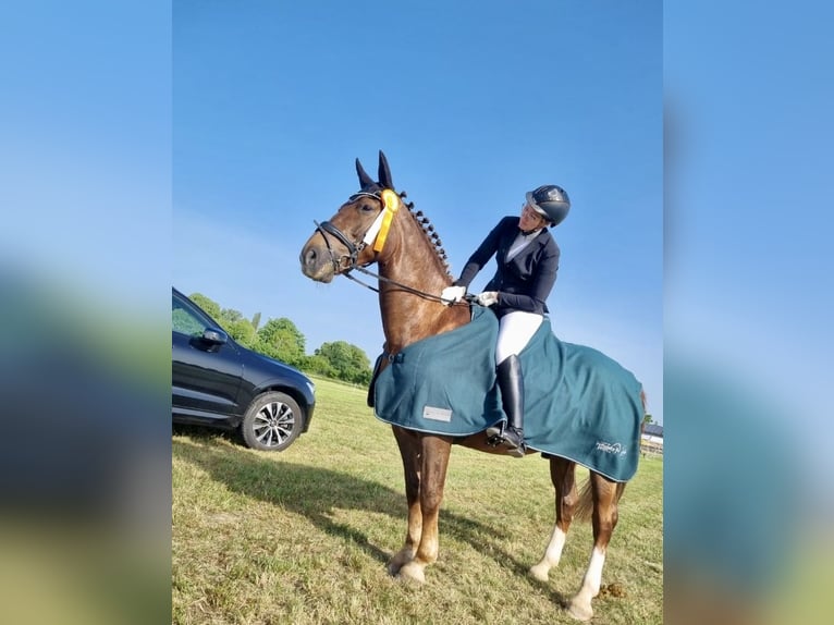 Warmblood de Sajonia Caballo castrado 12 años 167 cm Alazán-tostado in Veitsbronn