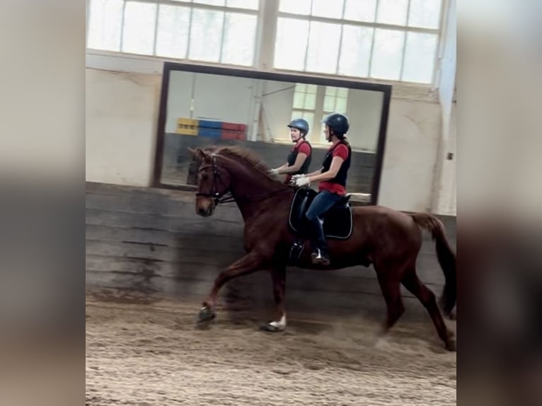 Warmblood de Sajonia Caballo castrado 19 años 176 cm Alazán in Itzgrund