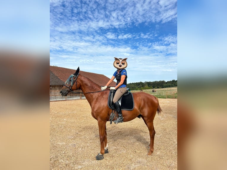 Warmblood de Sajonia Caballo castrado 19 años 176 cm Alazán in Itzgrund