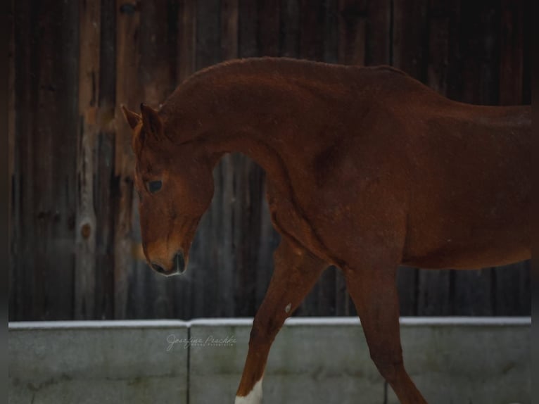 Warmblood de Sajonia Caballo castrado 20 años 176 cm Alazán in Itzgrund