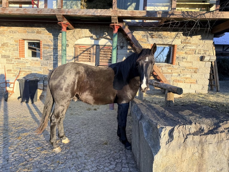 Warmblood de Sajonia Caballo castrado 3 años 165 cm Negro in AugustusburgLeubsdorf
