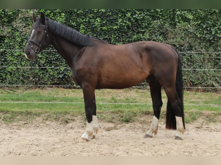 Warmblood de Sajonia Caballo castrado 4 años 170 cm Negro in Malpendorf