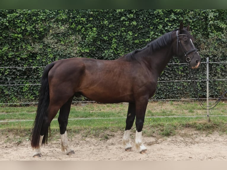 Warmblood de Sajonia Caballo castrado 4 años 170 cm Negro in Malpendorf