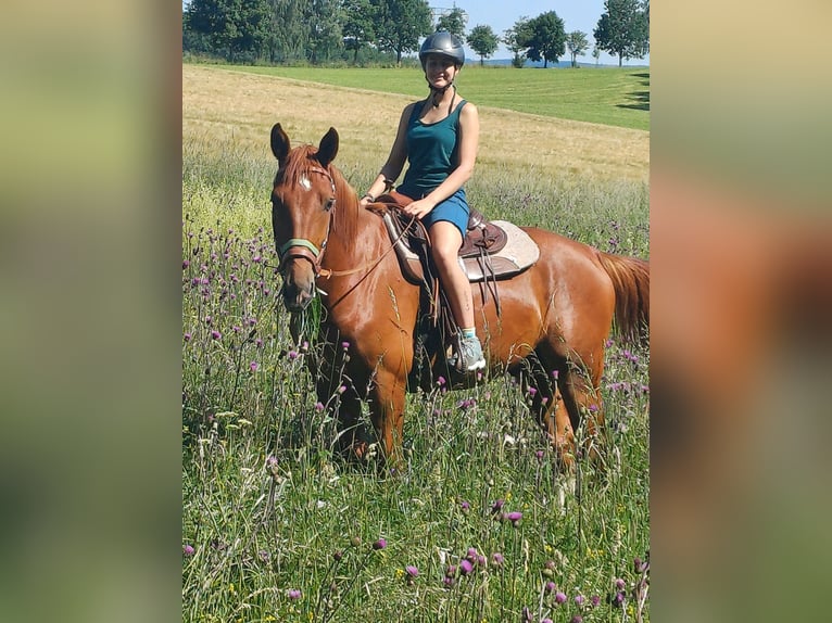 Warmblood de Sajonia Caballo castrado 4 años 173 cm Alazán in Marienberg
