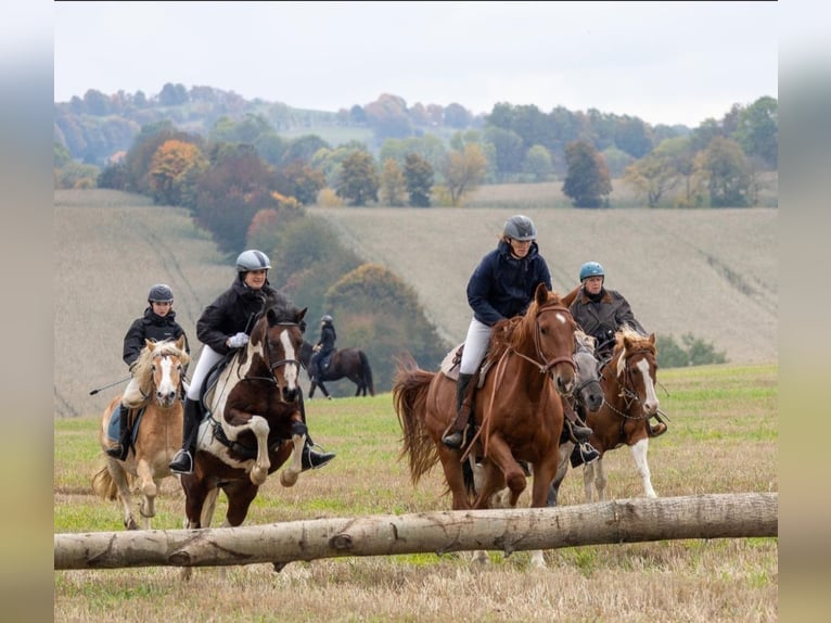 Warmblood de Sajonia Caballo castrado 4 años 173 cm Alazán in Marienberg