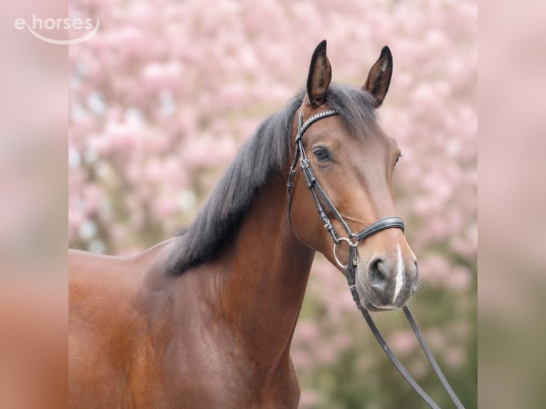 Warmblood de Sajonia Caballo castrado 4 años 174 cm Castaño in RadeburgRadeburg