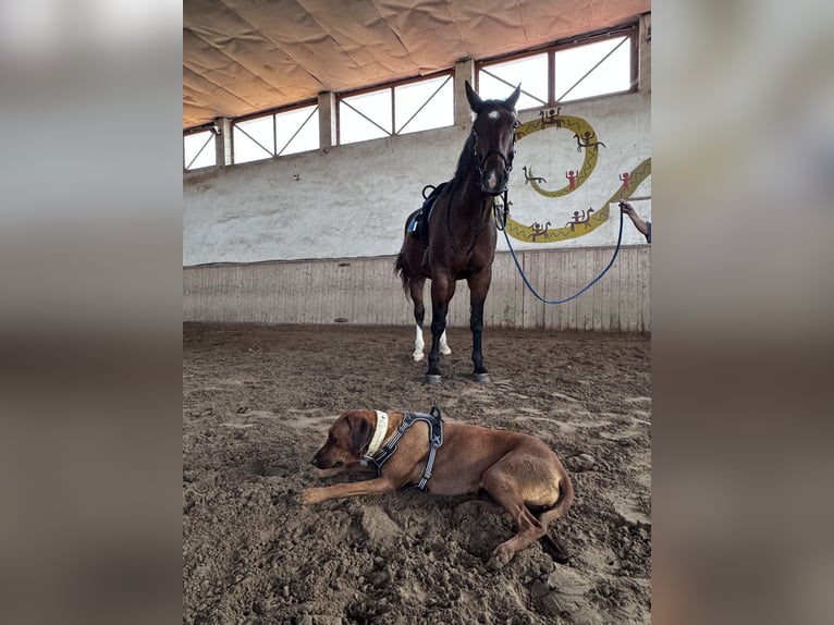 Warmblood de Sajonia Caballo castrado 5 años 170 cm Castaño oscuro in Hohenfelden