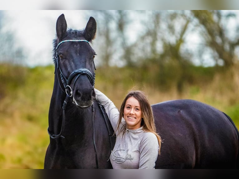 Warmblood de Sajonia Caballo castrado 6 años 165 cm Negro in Otterwisch