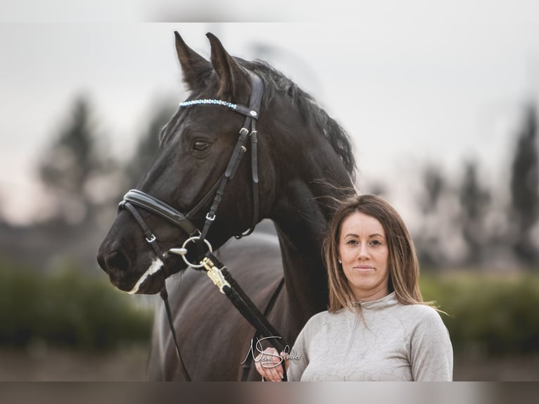 Warmblood de Sajonia Caballo castrado 6 años 165 cm Negro in Otterwisch